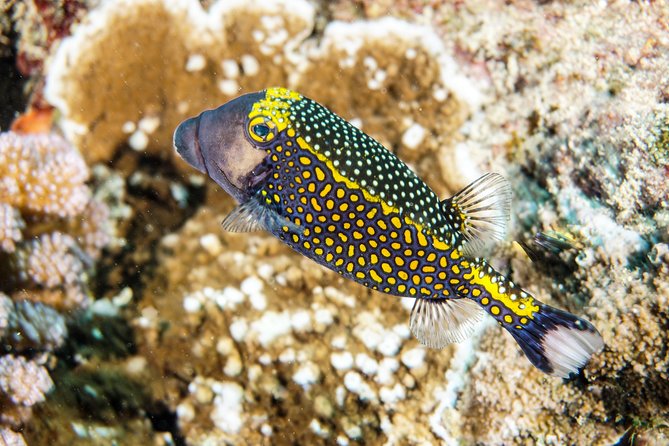 1/2 day Tahaa coral garden - departure Raiatea / ideal for cruise passengers - Why Tahaa’s Coral Garden is worth your Raiatea stop
