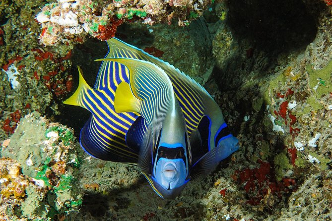1/2 day Tahaa coral garden - departure Raiatea / ideal for cruise passengers - The tide changes the whole experience