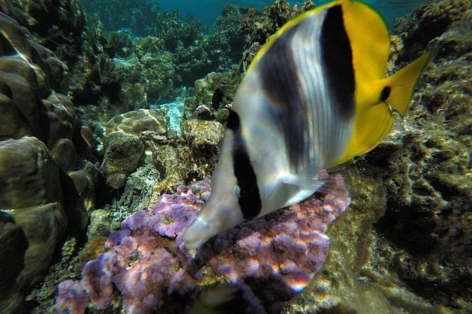 1/2 day Tahaa coral garden - departure Raiatea / ideal for cruise passengers - Guides, safety, and the small-group advantage