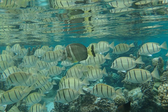 1/2 day Tahaa coral garden - departure Raiatea / ideal for cruise passengers - Is $144.54 a fair price?