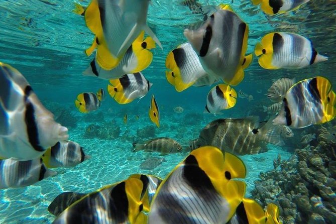 1/2 day Tahaa coral garden - departure Raiatea / ideal for cruise passengers - Who should book this excursion?