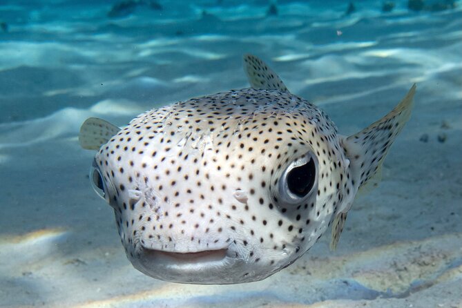 1 Afternoon Dive for Certified Divers in Bora Bora - Why this afternoon session works well in Bora Bora