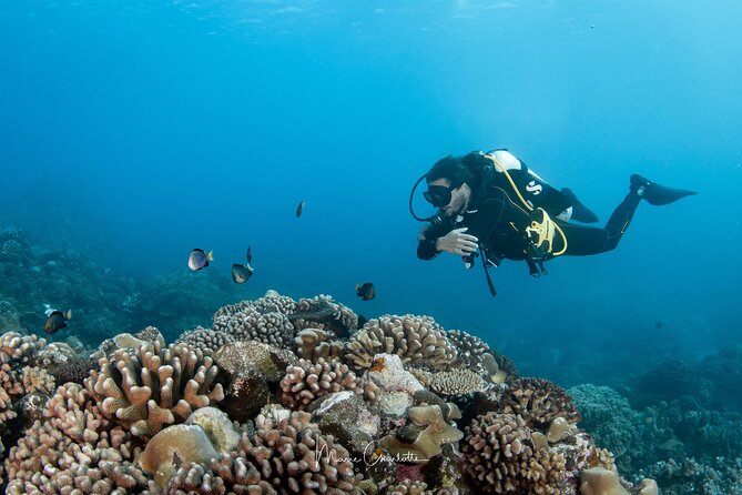 1 Afternoon Dive for Certified Divers in Bora Bora - What the underwater portion is likely to feel like
