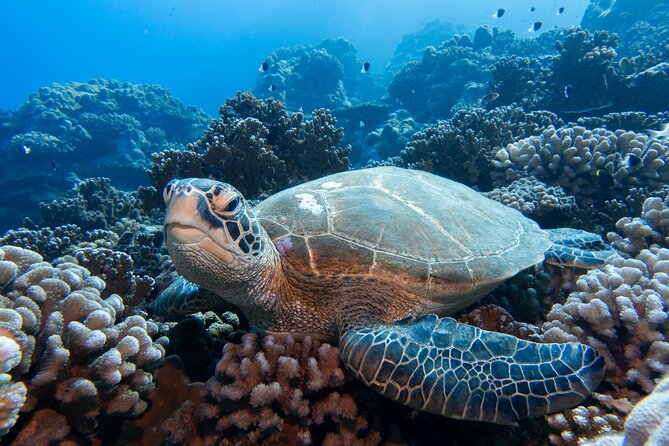 1 Afternoon Dive for Certified Divers in Bora Bora - The value of $123.78 per person