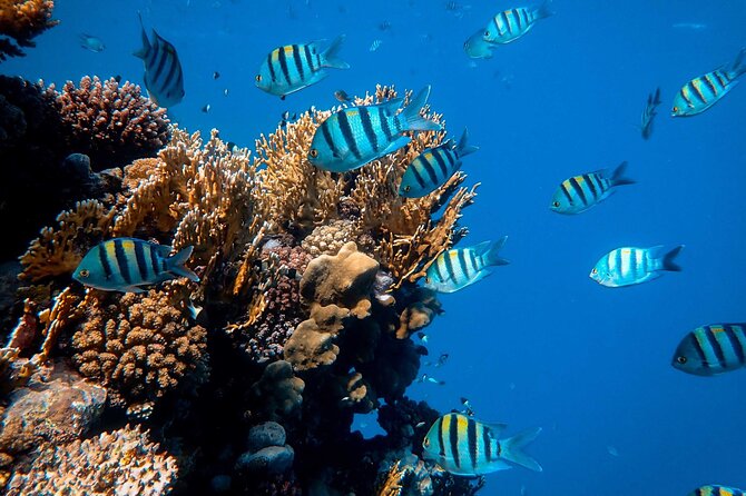 1 hr Reef Explorer in Port Vila harbour, Vanuatu - Why the one-hour length works well
