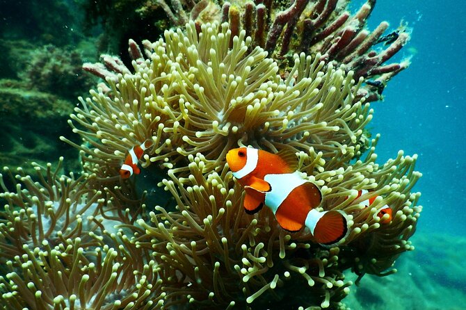 1 hr Reef Explorer in Port Vila harbour, Vanuatu - Considering the $46.62 price