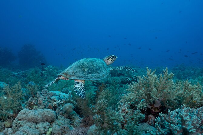 1 hr Reef Explorer in Port Vila harbour, Vanuatu - Weather, cancellations, and the booking decision