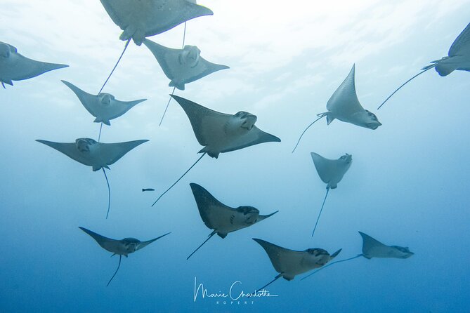 2 Dives in the morning for certified divers in Bora Bora - Why these two morning sessions work so well