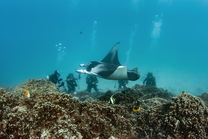 2 Dives in the morning for certified divers in Bora Bora - Who should choose this activity