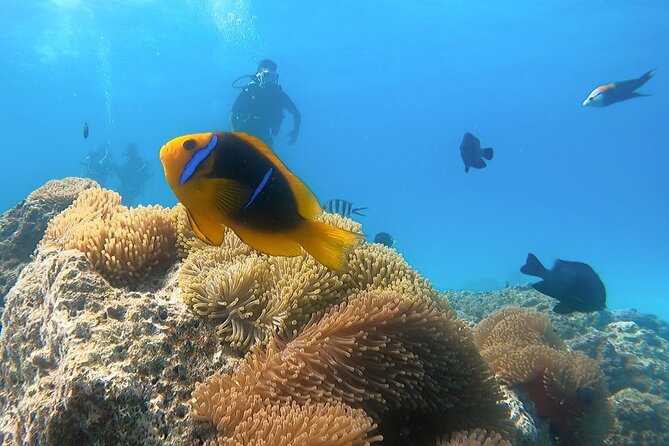2 Dives in the morning for certified divers in Bora Bora - The first site, reef life and the chance of sharks