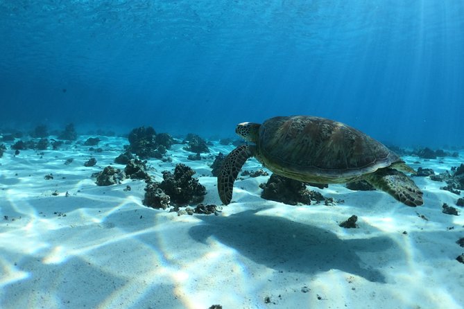 2 hours discovery tour of Moorea by Jet Ski - Meeting stingrays and blacktip sharks