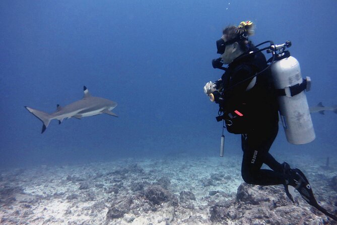 2 Tank (1 Day) Guided Diving for Certified Divers - Denarau Marina - Leaving Denarau at 8:30 am