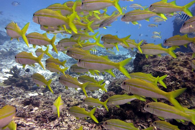 2 Tank (1 Day) Guided Diving for Certified Divers - Denarau Marina - Why the small group changes the experience