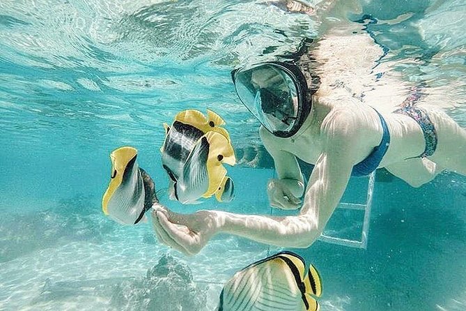 3-hour Lagoon Snorkeling Tour - Shared Tour - Moorea’s lagoon in a three-hour format