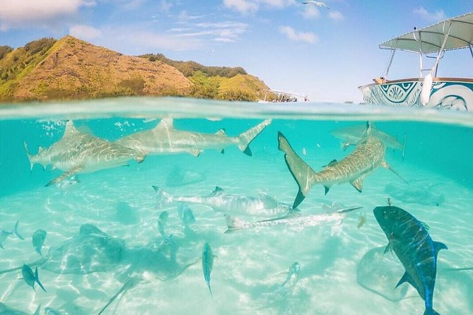 3-hour Lagoon Snorkeling Tour - Shared Tour - What the $91.88 price really covers
