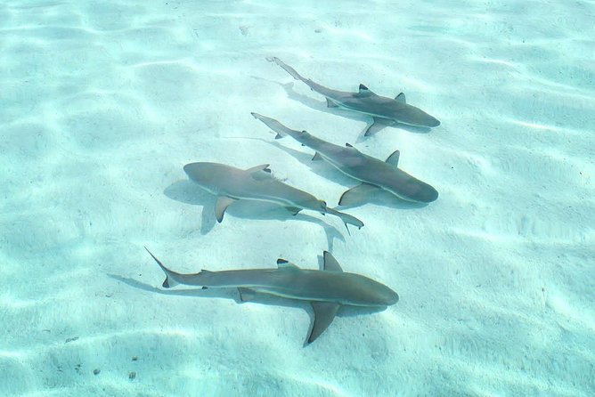3-hour Lagoon Snorkeling Tour - Shared Tour - Weather, water conditions, and realistic expectations