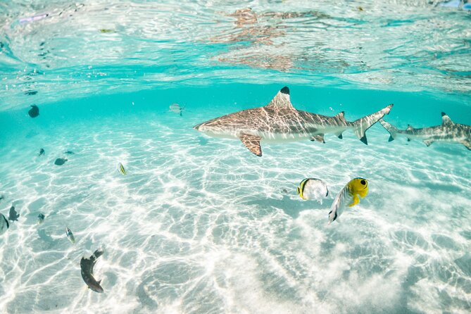 3-Hour Snorkeling Tour - Is $121.46 a fair price?