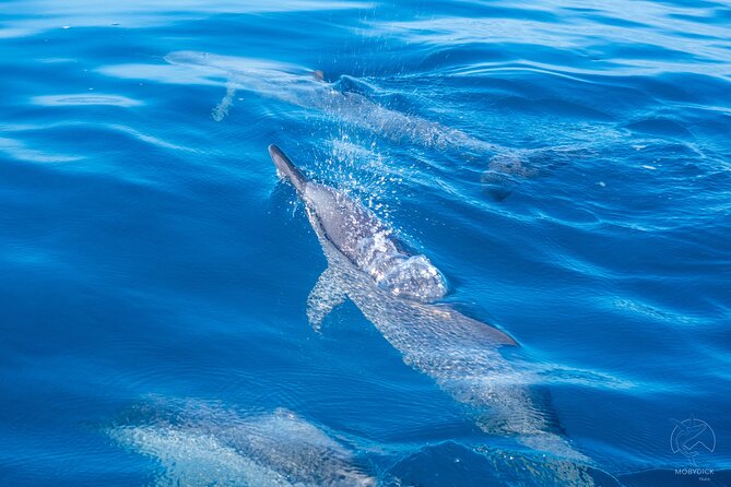 3h dolphin and snorkeling tour in a wild lagoon with Mobydick - A Quiet Start at Maraa Lagoon