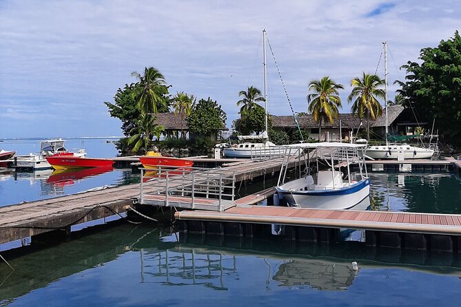 3h dolphin and snorkeling tour in a wild lagoon with Mobydick - A Small Boat and a Manageable Group