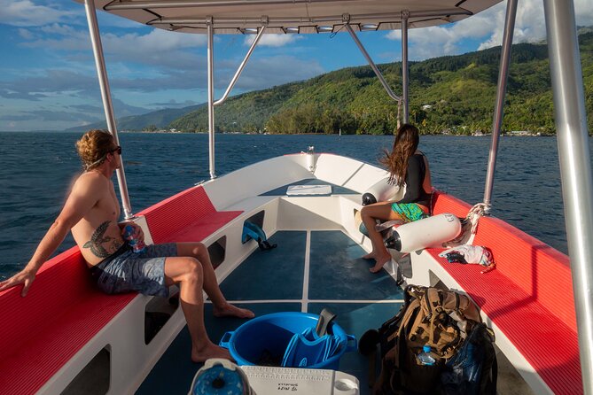 3h dolphin and snorkeling tour in a wild lagoon with Mobydick - Choosing a Morning or Afternoon Departure