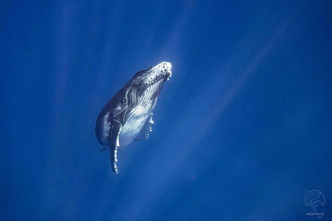3h dolphin and snorkeling tour in a wild lagoon with Mobydick - Finding the Harbor in Paea