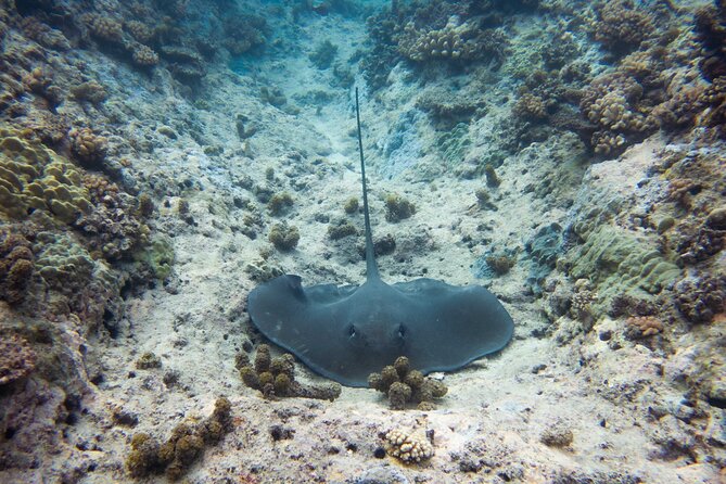 3h dolphin and snorkeling tour in a wild lagoon with Mobydick - Snorkeling With a Guide Who Pays Attention