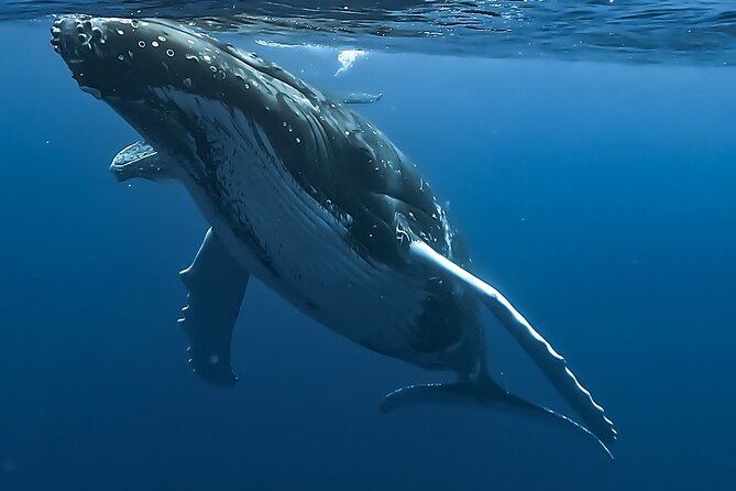 4 Hour Private Humpback Whales Encounter in Moorea - Key points to know before booking