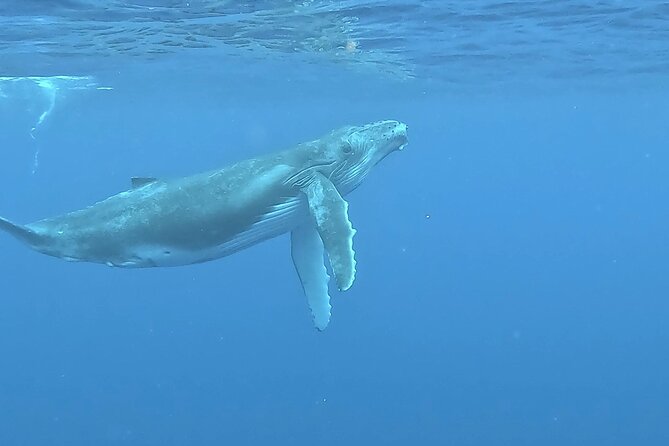 4 Hour Private Humpback Whales Encounter in Moorea - Who will enjoy this four-hour outing