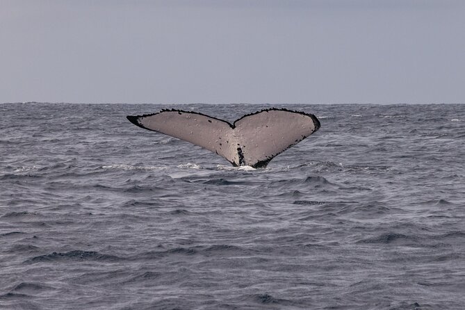 4 Hours of Humpback Whale Watching in Tahiti - Meeting the whales off Puna’auia