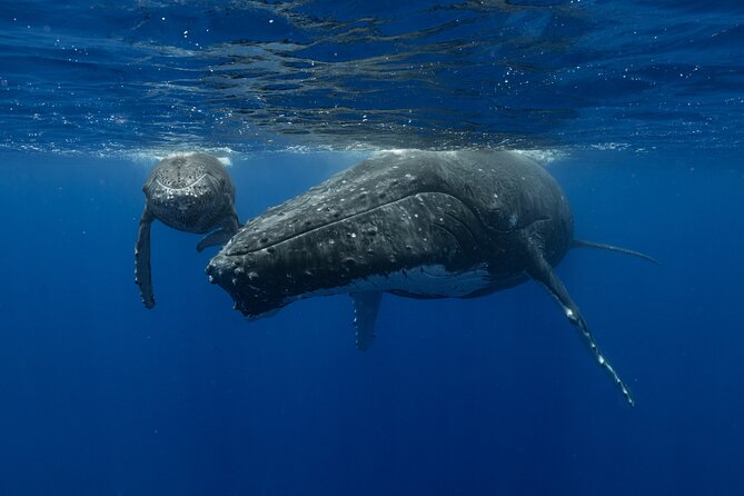 4 Hours of Humpback Whale Watching in Tahiti - What the guides add to the outing