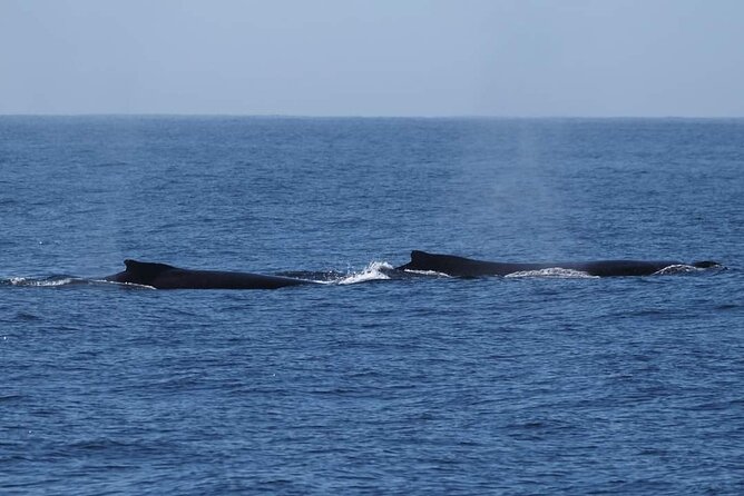 4 Hours of Humpback Whale Watching in Tahiti - Boat viewing comes before snorkeling
