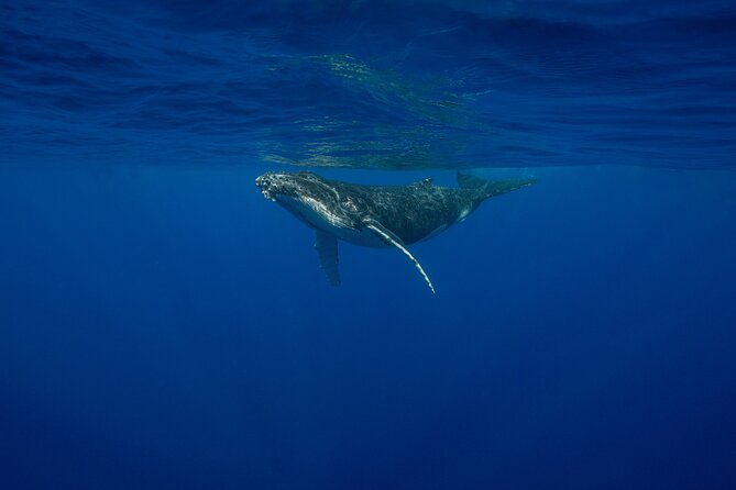 4 Hours of Humpback Whale Watching in Tahiti - Searching the ocean for four hours