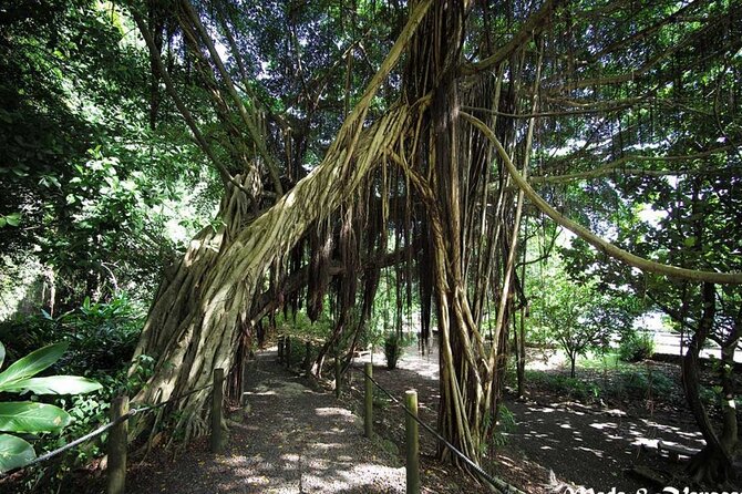 5 Hours Tahiti Island Tour - West and East Coast - Pointe Venus: Lighthouse, black sand, and European history