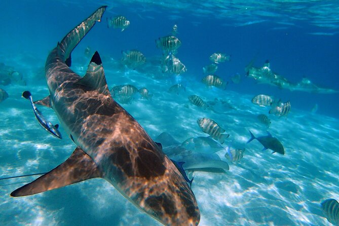 6 Hour Private Boat Activity with Snorkeling & Lunch - Snorkeling with rays, sharks, turtles, and reef fish