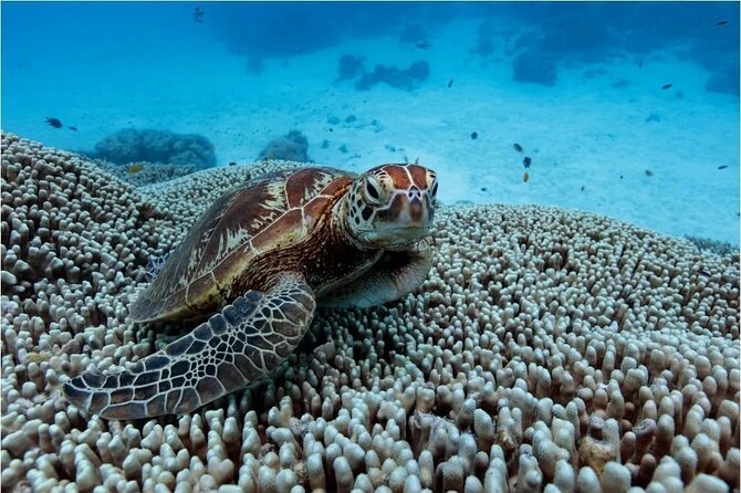 A Cook Islands Turtle Tour - small groups, premium experience - Why the turtle guarantee matters in Rarotonga