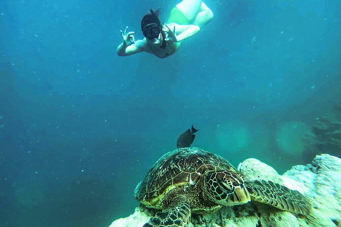 A Cook Islands Turtle Tour - small groups, premium experience - Is $119.77 a fair price?
