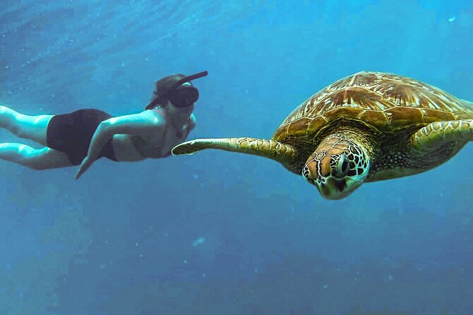 A Cook Islands Turtle Tour - small groups, premium experience - Small numbers make the water time easier
