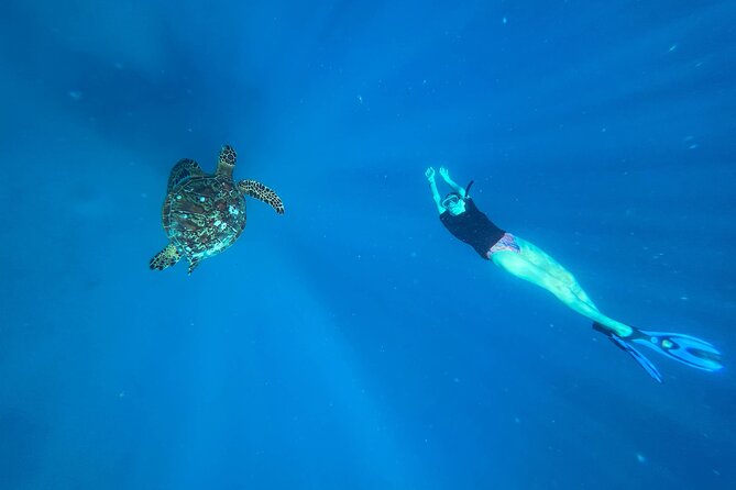 A Turtle Tour on Rarotonga - small groups, premium experience - Key points at a glance