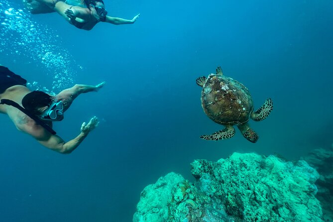 A Turtle Tour on Rarotonga - small groups, premium experience - Why the Passage makes this tour different
