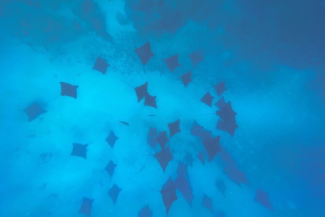 A Turtle Tour on Rarotonga - small groups, premium experience - The animals you may see