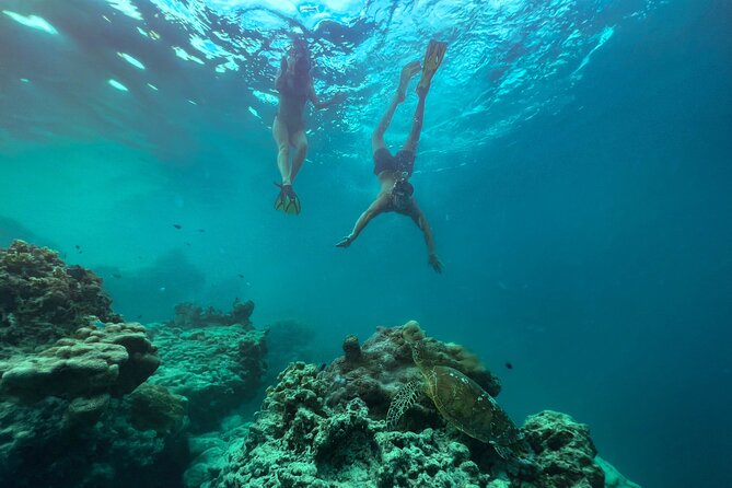 A Turtle Tour on Rarotonga - small groups, premium experience - Is $119.77 good value?