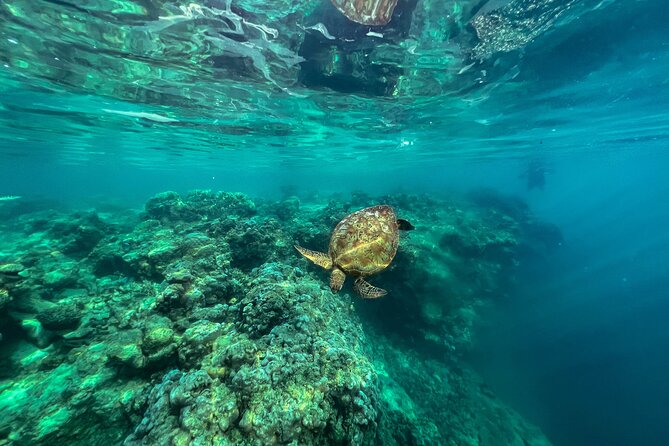 A Turtle Tour on Rarotonga - small groups, premium experience - Who should book this reef outing?