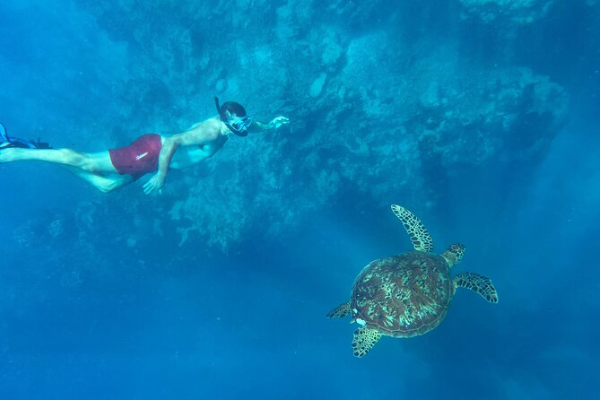 A Turtle Tour on Rarotonga - small groups, premium experience - Weather, timing, and practical planning