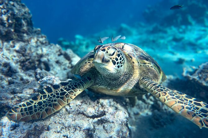 A Turtle Tour on Rarotonga - small groups, premium experience - A 90-minute outing with a clear purpose