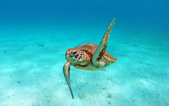 Amedee Lighthouse - Swimming and snorkeling are optional, not guaranteed