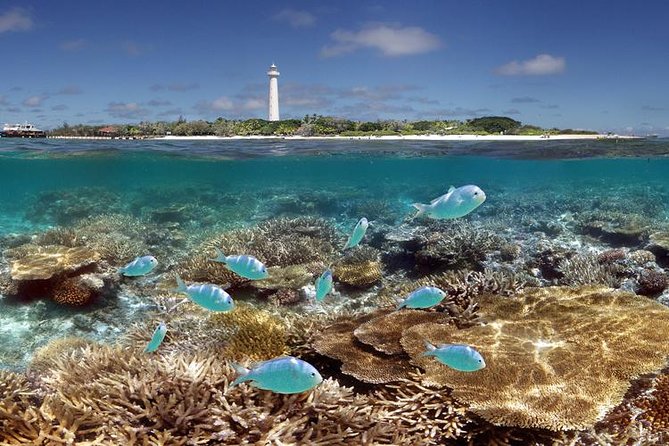 Amedee Lighthouse - The glass-bottom boat puts the reef within easy reach