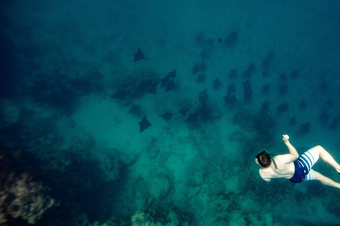 An Eagle Ray and Turtle Tour-Small Groups & Photography Included - Why this Rarotonga snorkelling trip is different