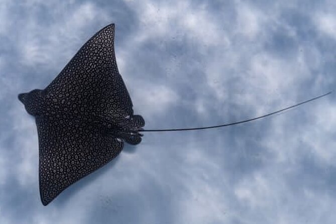 An Eagle Ray and Turtle Tour-Small Groups & Photography Included - Reaching the healthiest snorkelling spot