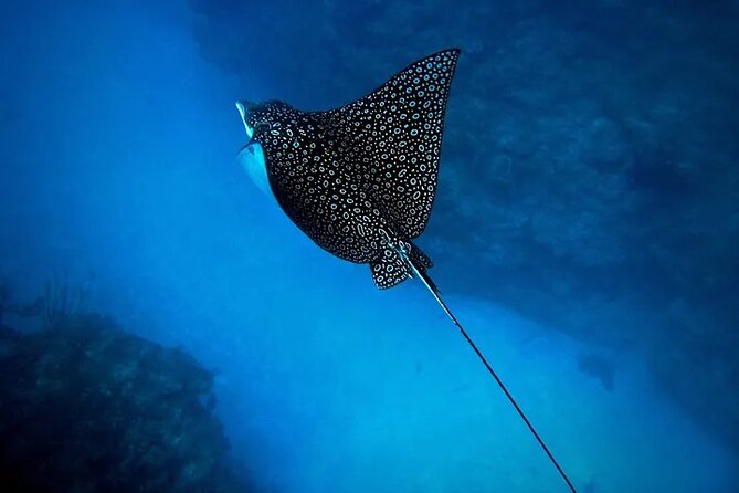 An Eagle Ray and Turtle Tour-Small Groups & Photography Included - Turtles are the reliable wildlife encounter