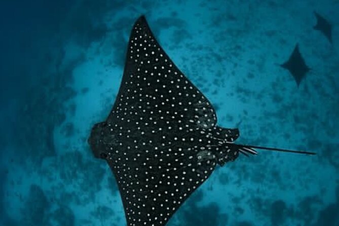 An Eagle Ray and Turtle Tour-Small Groups & Photography Included - Small groups make the water time easier